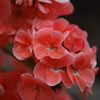 Geranium