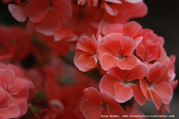 Geranium