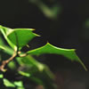 Holly