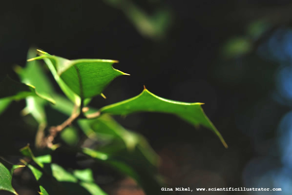 Holly
