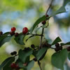 Honeysuckle