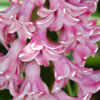 Hyacinth