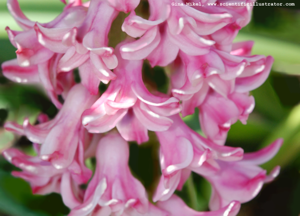 Hyacinth