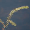 Hydrilla