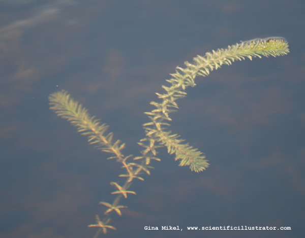 Hydrilla