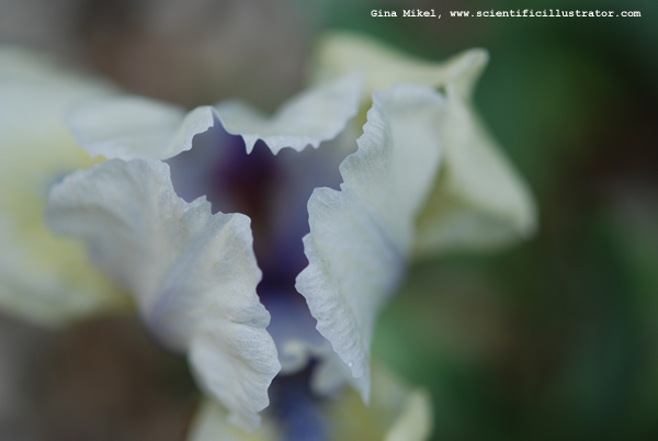 Iris