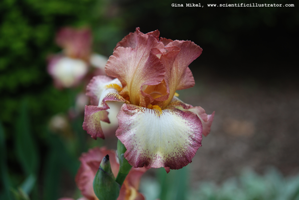 Iris