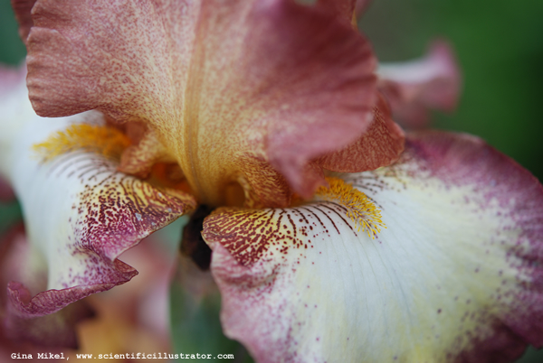 Iris
