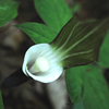 Japanese Cobra Lily