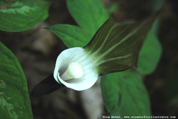 Japanese Cobra Lily