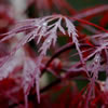 japanese maple