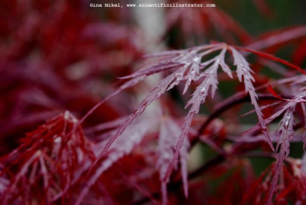 Japanese Maple