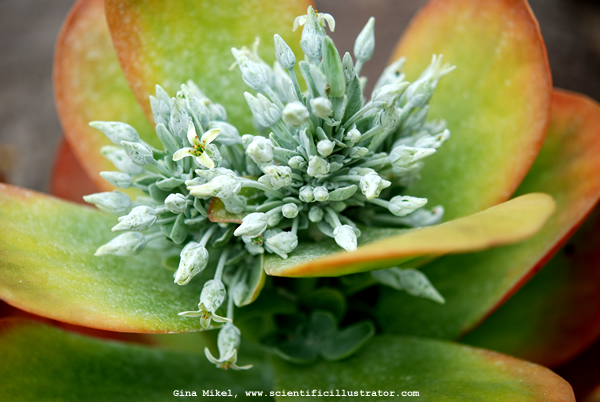 Kalanchoe