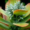 Kalanchoe