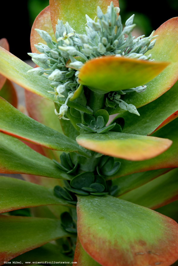 Kalanchoe
