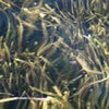 Kelp