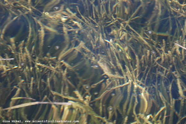 Kelp