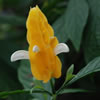 Lollipop Plant