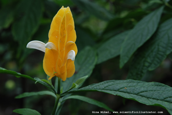 Lollipop Plant