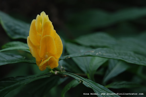 Lollipop Plant