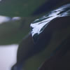 Magnolia Leaves
