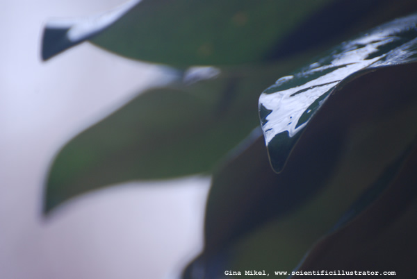 Magnolia Leaves
