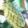 Magnolia Pod
