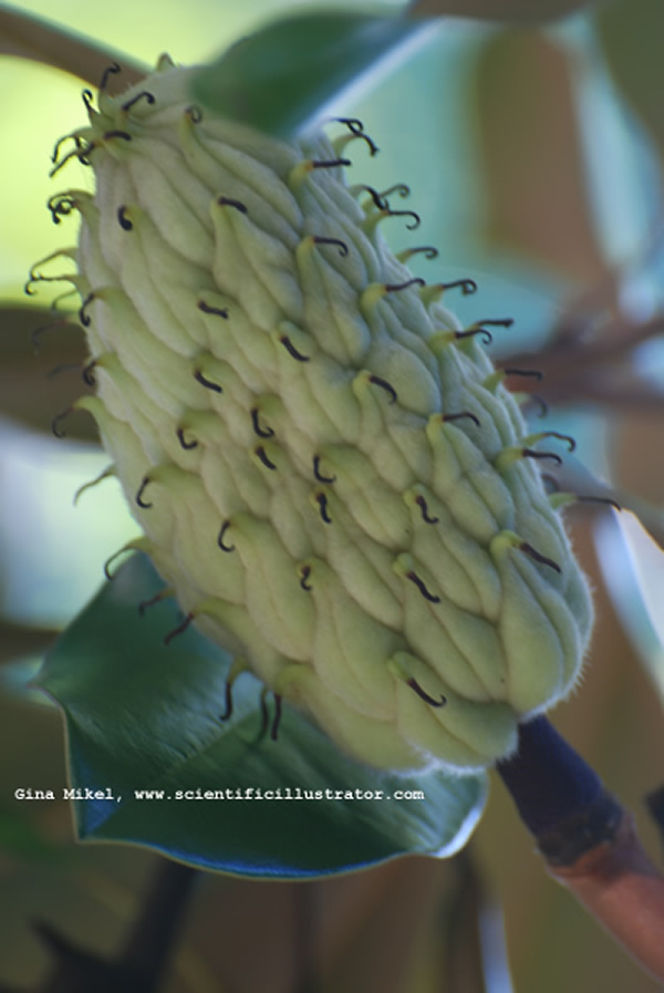 Magnolia Pod