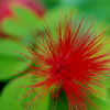 Miniature Powderpuff