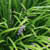 Mondo Grass