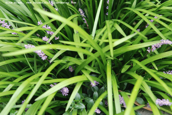 Mondo Grass