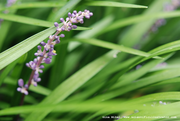 Mondo Grass
