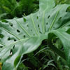 Swiss Cheese Plant