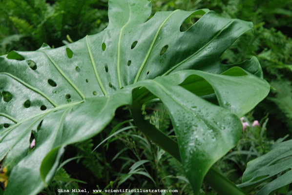 Swiss Cheese Plant