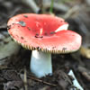 Gill Russula Mushroom