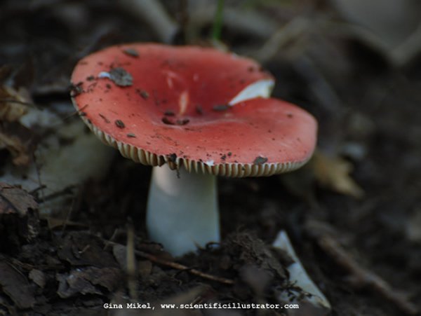 Gill Russula Mushroom