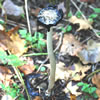 Inky Cap Mushroom