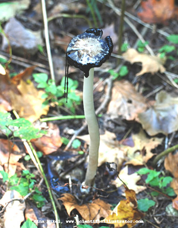 Inky Cap Mushroom