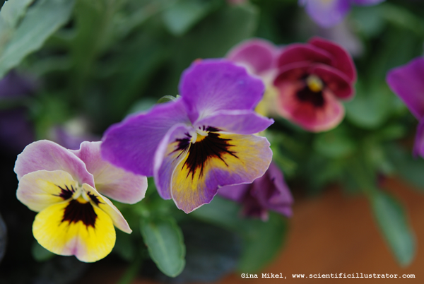 Pansies