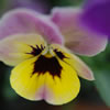 Pansy