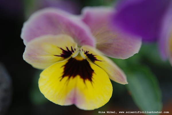 Pansy