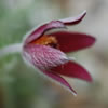 Pasque Flower