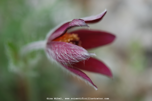 Pasque Flower