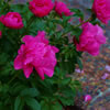 Peonies