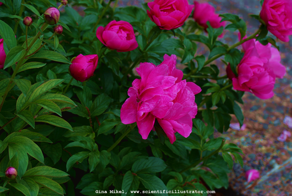 Peony