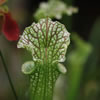 Pitcher Plants