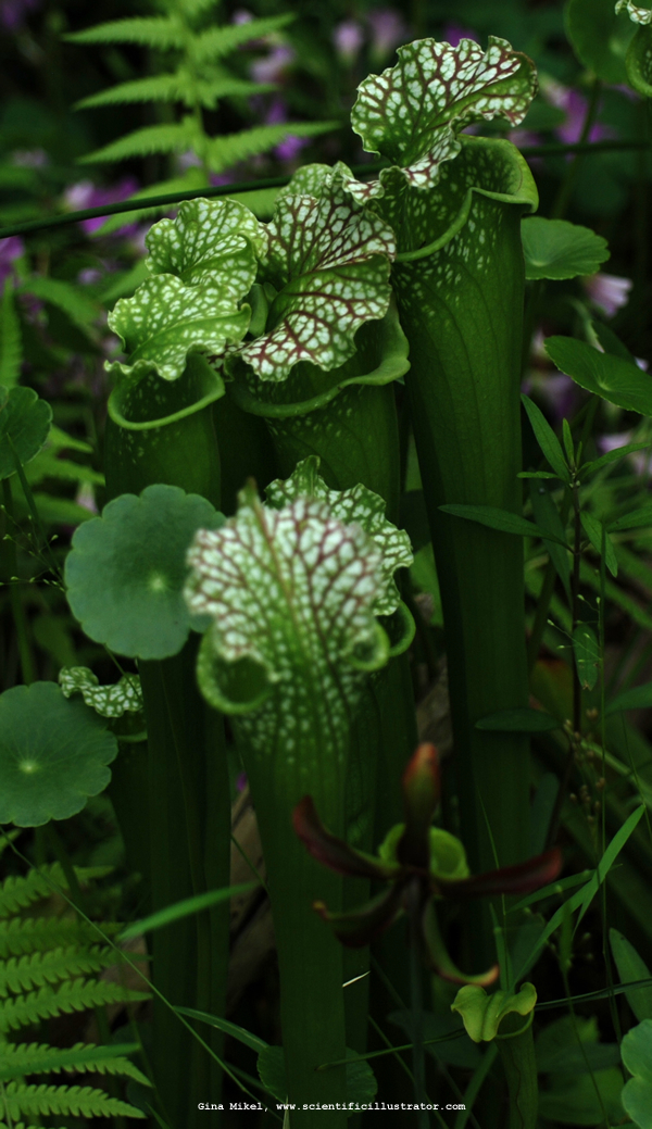 Pitcher Plant
