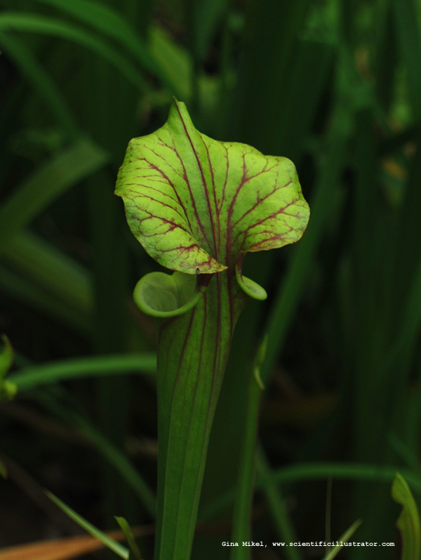 Pitcher Plant