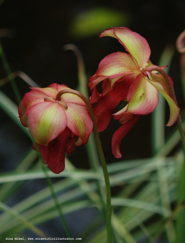 Pitcher Plant