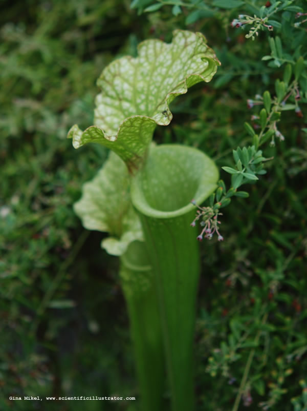 Pitcher Plant